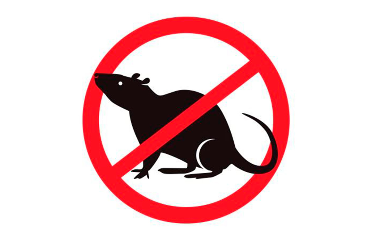 Как эффективно бороться с грызунами?