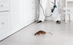 Как эффективно бороться с грызунами?