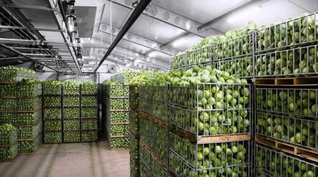 Овощехранилища нового поколения: как точная температура и влажность продлевают срок реализации на 3–6 месяцев
